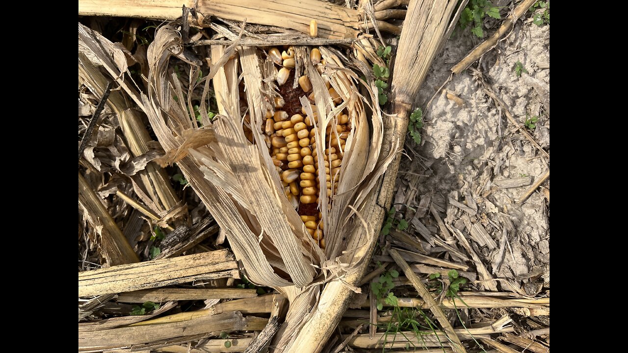 Cornfield? NO! COIN field!