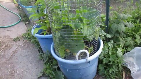 2020 Organic Garden Update 7