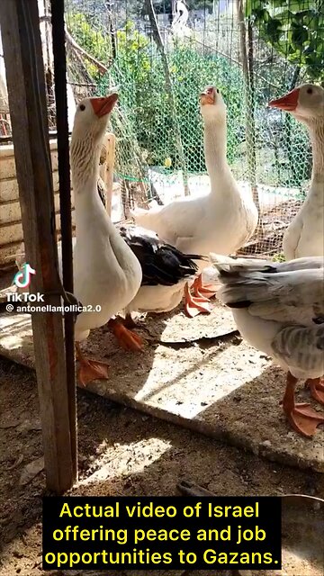 Actual video of Israel offering peace and job opportunities to Gazans.