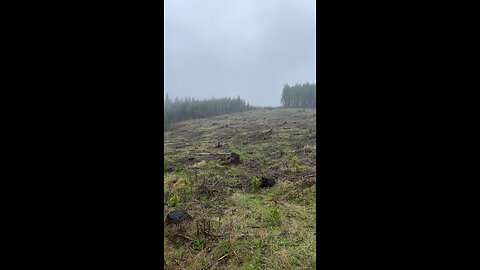 Far away elk herd