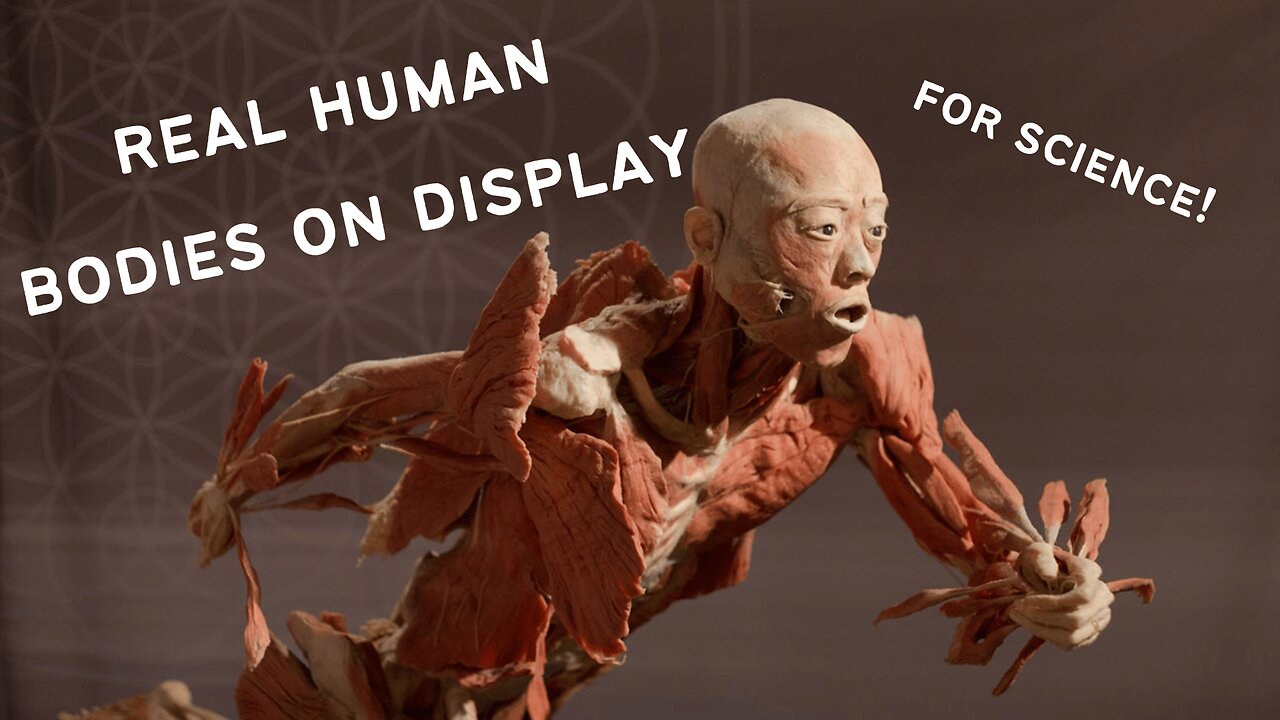 Body Worlds Cadavers on Display