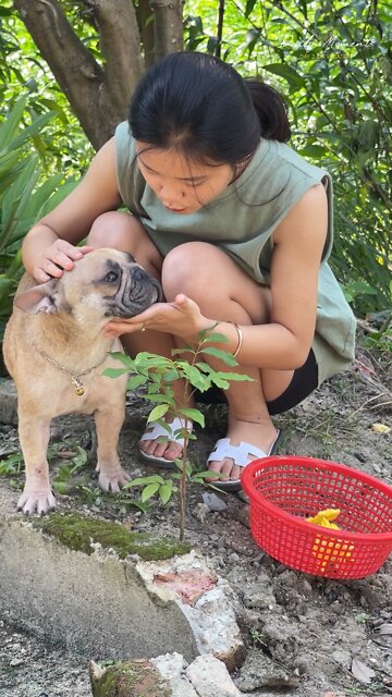 Find herbs to cure diseases for dogs with polio, severe dermatitis abandoned by their owners