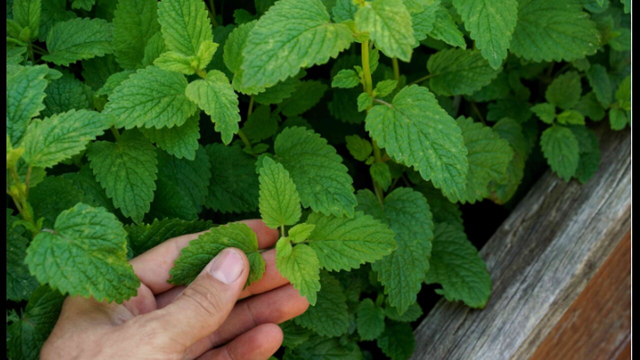 1 SPOON OF THIS MIRACLE PLANT TO PREVENT DEMENTIA