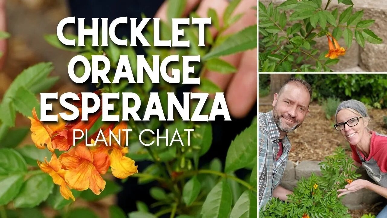 🍊 Chicklet Orange Esperanza Plant Chat | Esperanza Orange 🍊