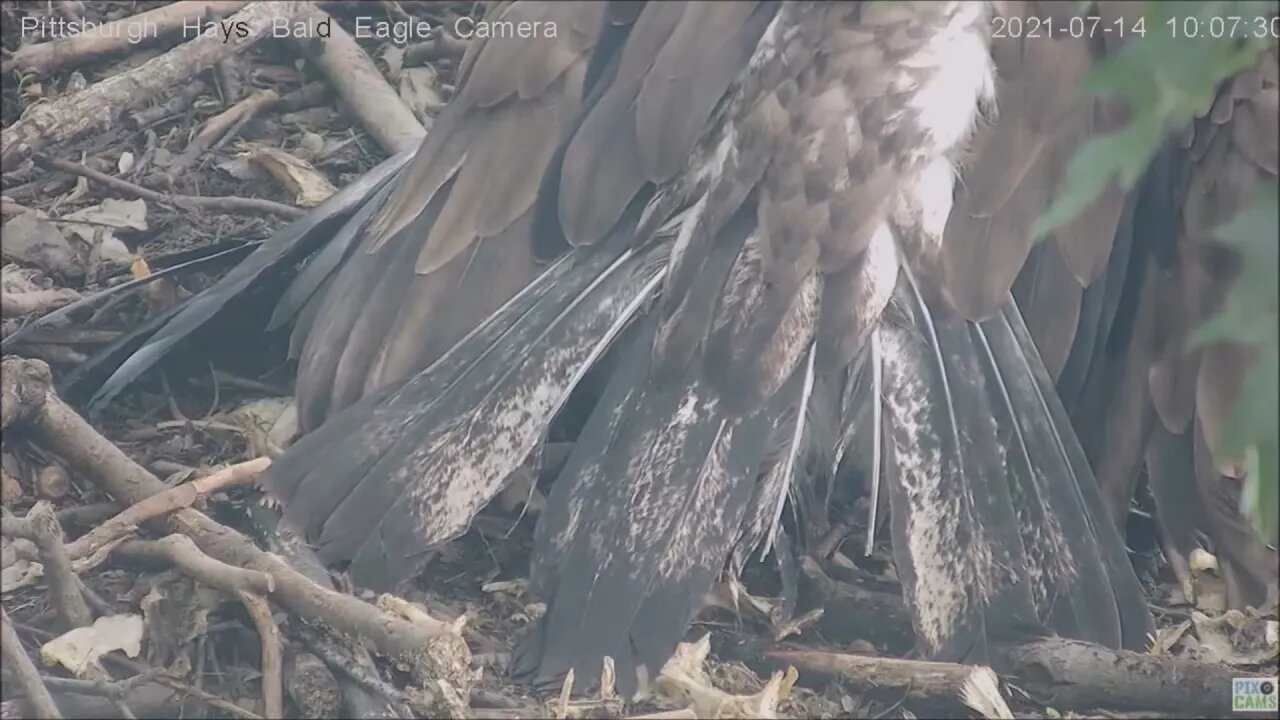 Hays Eagles Juvenile tail feather study 7.14.21 10:06