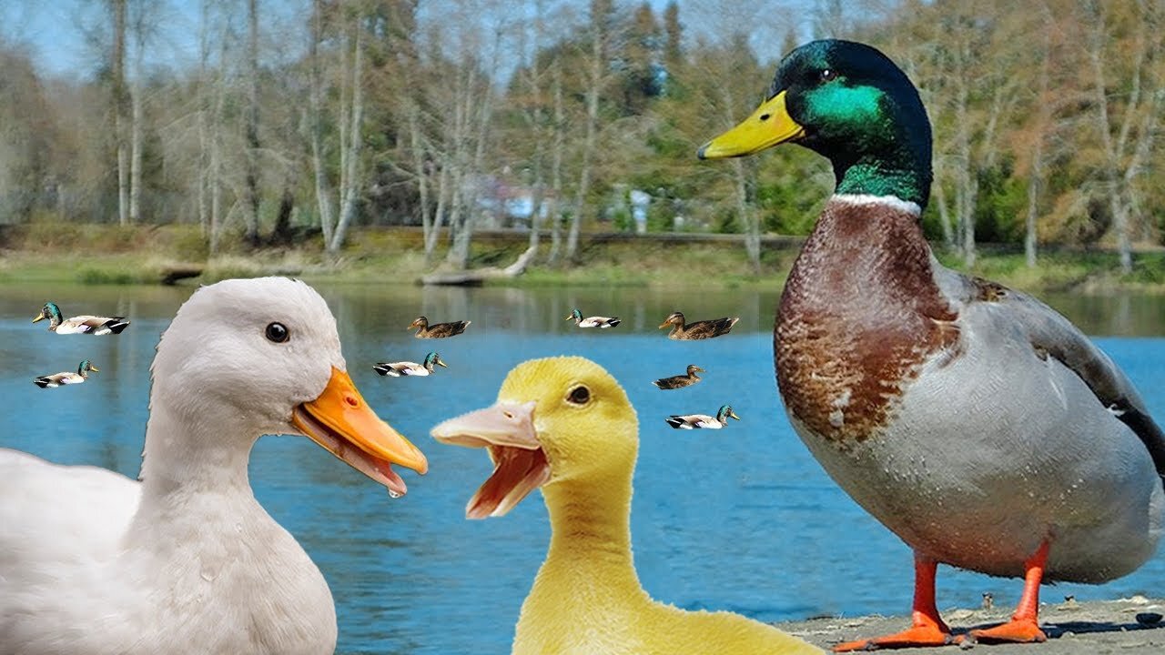 Funny Videos From A Duck's Life - Funny Ducks Compilation An Yi Kong Kong Jiang