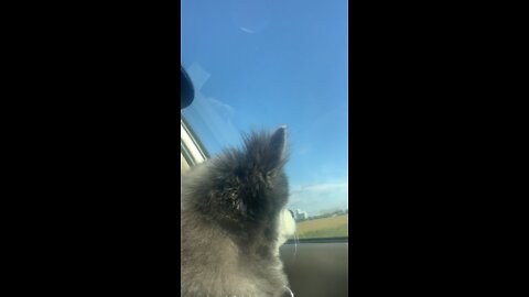 Gucci love his head out the window