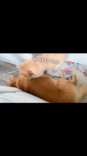 Wake Up Dad It's Time to Play!