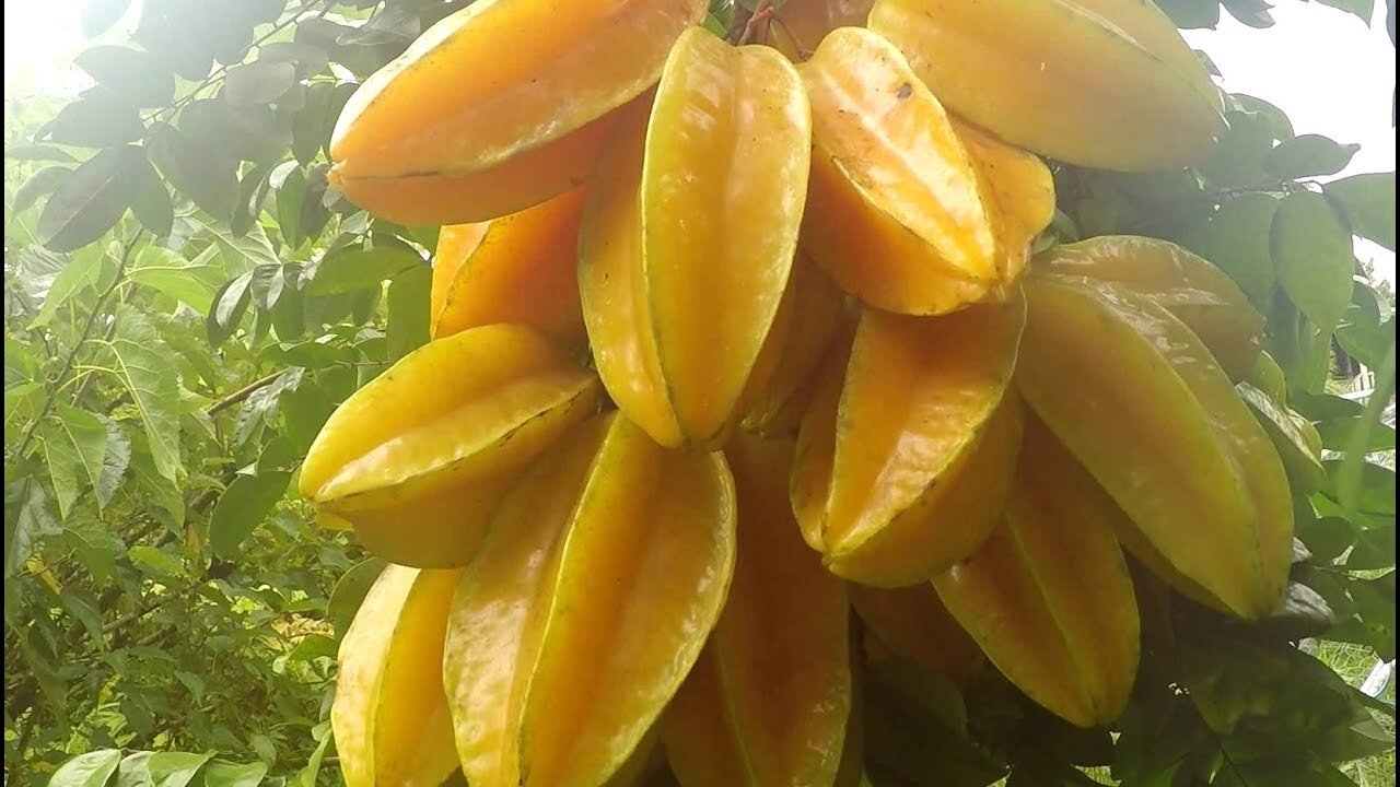 Star fruit cutting skills - rare ninja fruit picking #satisfying