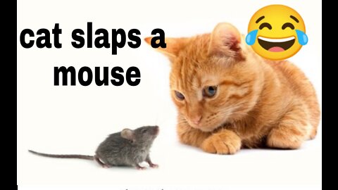 When cat slaps the mouse