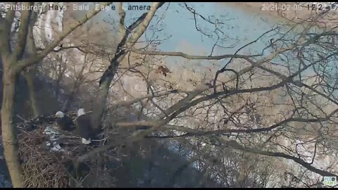 Hays Eagles Mom and Dad chase squirrel from the nest 2021 02 06 1222PM