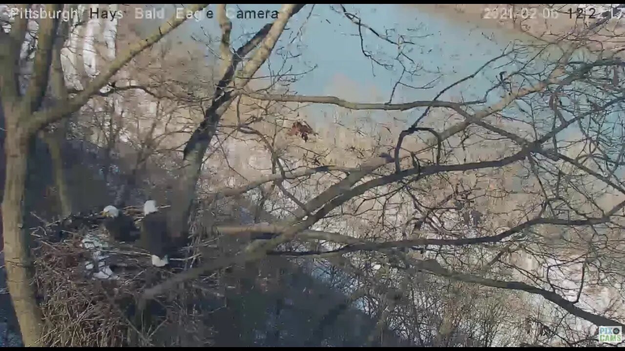 Hays Eagles Mom and Dad chase squirrel from the nest 2021 02 06 1222PM