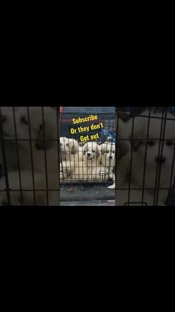 Puppies on there way to there first check up. #short #puppies #greatpyrenees #homesteading