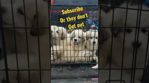 Puppies on there way to there first check up. #short #puppies #greatpyrenees #homesteading