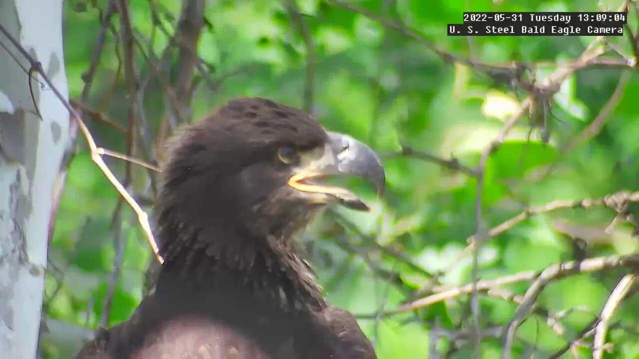 USS Eagles - Close up views of both eaglets