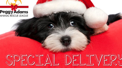 Peggy Adams Animal Rescue Christmas delivery