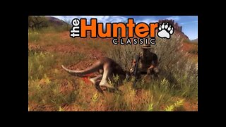 The Hunter Classic BORA CAÇAR