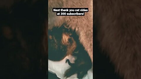 #shorts 150 subscribers!! thank you video #cat #kitten