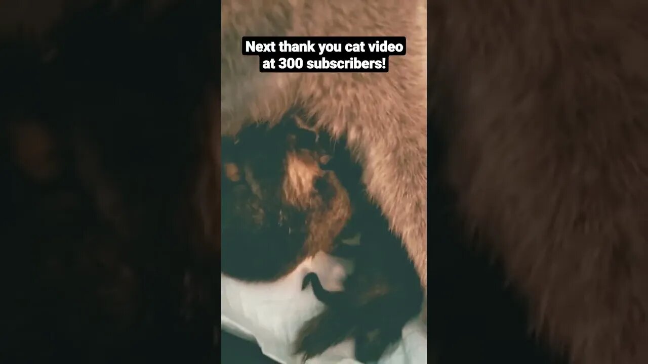#shorts 150 subscribers!! thank you video #cat #kitten