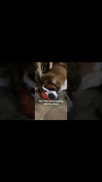 Always using toys as pillows #dog #nap #cute #sleepy #stbernard #baby