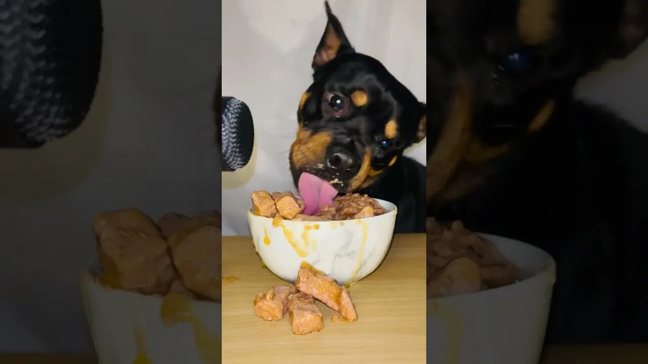 ROTTWEILER ASMR 🐶 (MUST WATCH!) 😂☺️ #youtube #trending #viral #rottweiler #dog