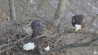 Hays Eagles Dad's vigorous wing bats down the side of nest at Squirrel 21122 7:25am