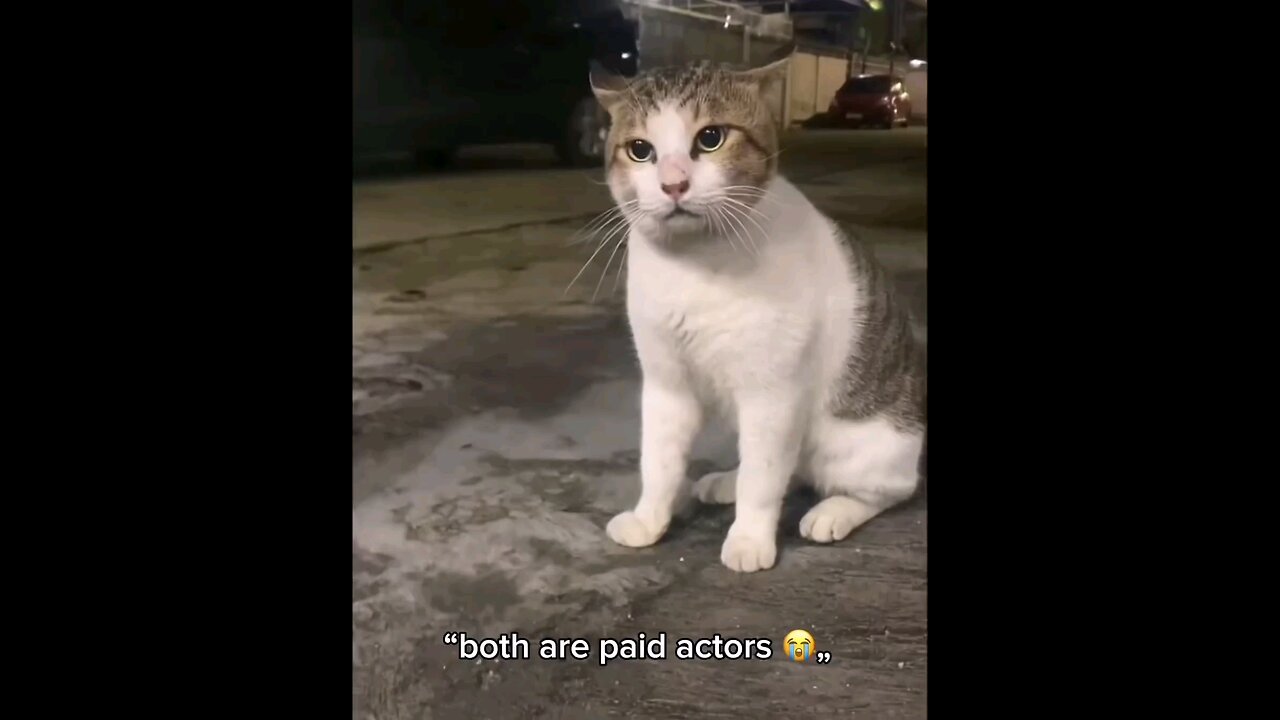 funny cats