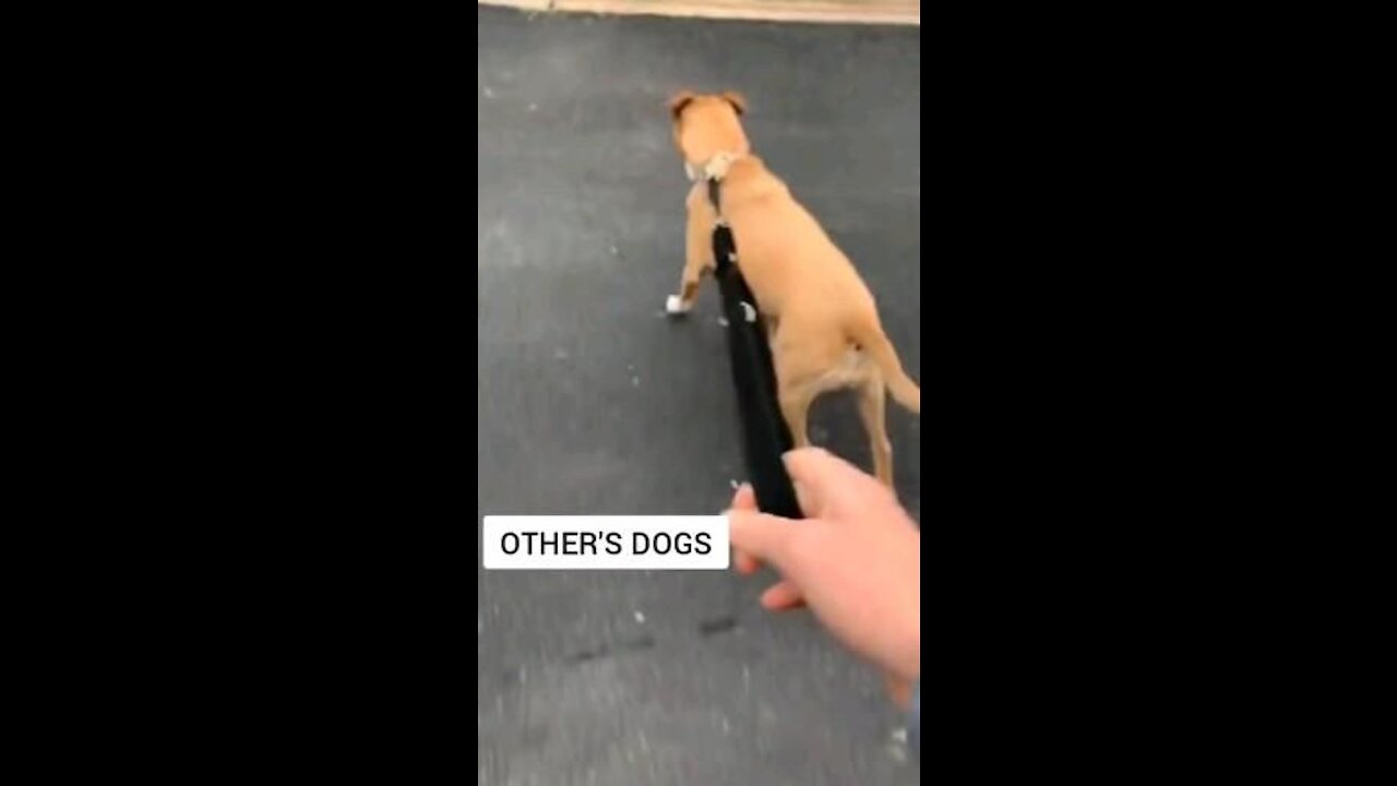 My dog VS other's dog