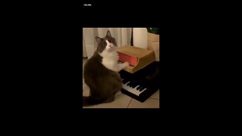 yo..... you better watch this pianist 🐈 🥹