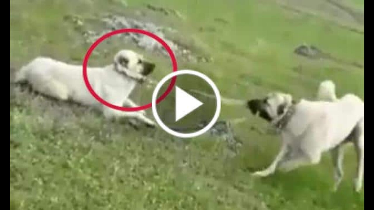 Kangal and Shepherd Dog Play a Game