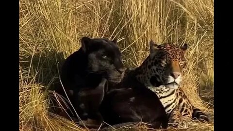 Panther and Jaguar chilling - Daily Dose of Nature