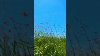 Tall Reeds Dancing in the Wind🌸🍀🥰🇨🇦 | Greetings | Uplifting shorts | Journal