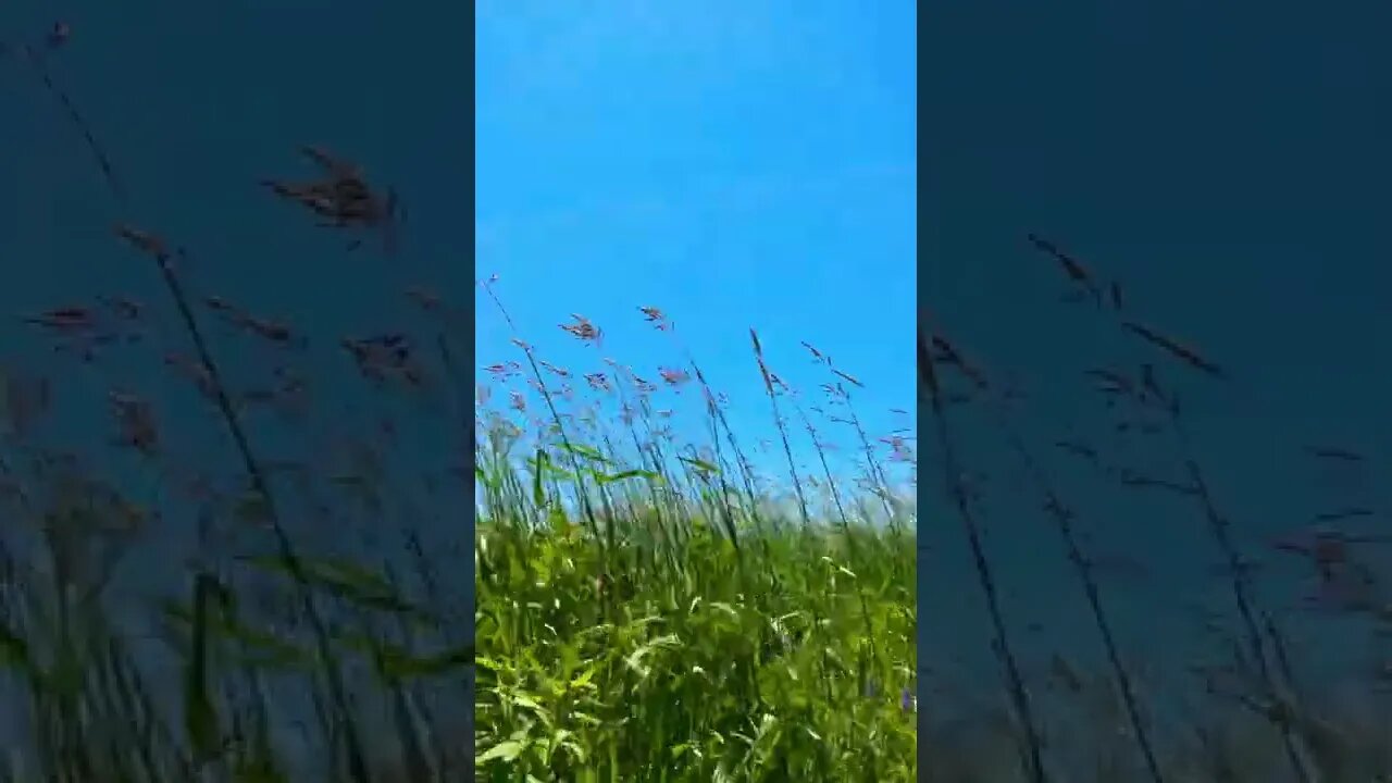 Tall Reeds Dancing in the Wind🌸🍀🥰🇨🇦 | Greetings | Uplifting shorts | Journal