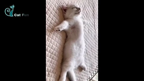 😂😂🤣🤣 Cats being Cats Funny 😂😂🤣🤣