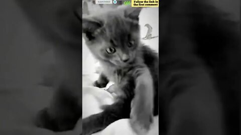 cute cat videos 😹 funny videos 😂 815 😻 #shorts #shortsfunny #cutecat #catvideos #catscare #cats