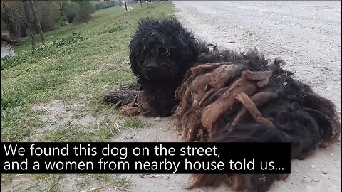 YOU WON_T BELIEVE how this DOG looks after shaving all these dreadlocks