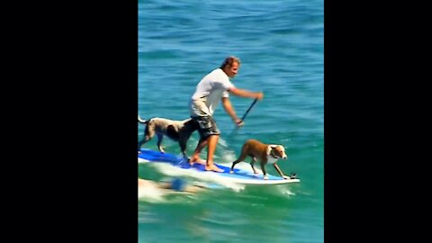 Amazing Dog Surfer 🐶🏄‍♂️😂