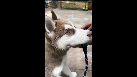 Brushing my husky puppy! SNOWSTORM of hair! #huskypuppy #husky #huskylovers #huskies #huskylife