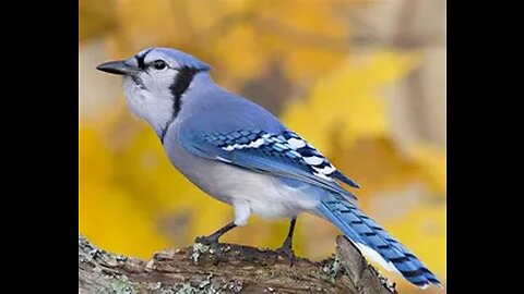 Blue Jays and Peanuts in the Ghetto