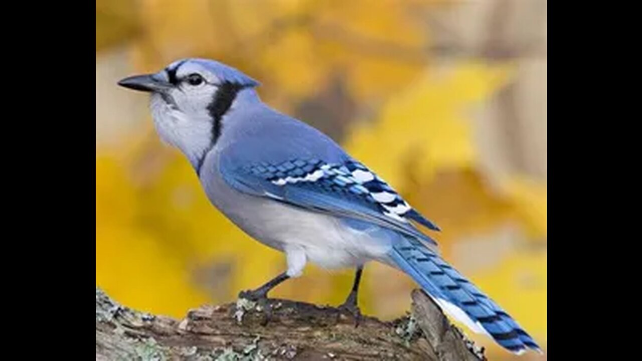 Blue Jays and Peanuts in the Ghetto