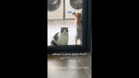 FUNNY CATS vs DOGS 🐱🐶 Best Friends or Enemie