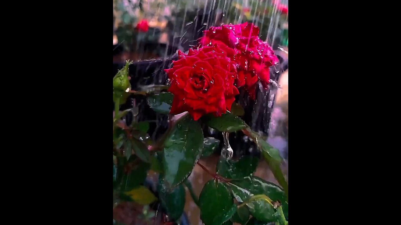 Rose#rain