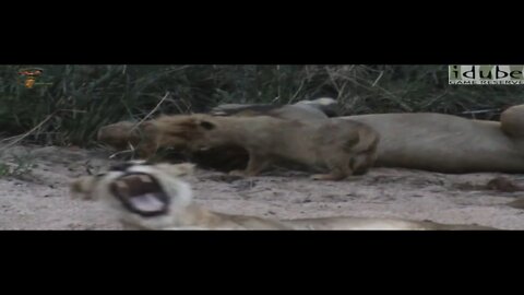 Lion Pride Interactions - Small cub wants attention!