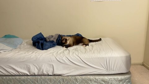 Siamese