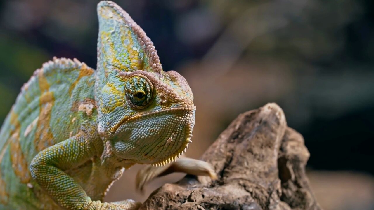 Curious Chameleon Leaning on Cork Bark