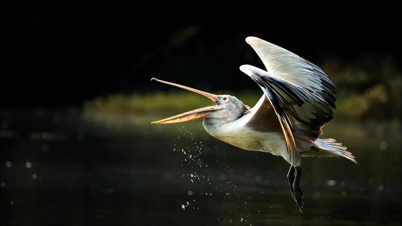 How birds fly