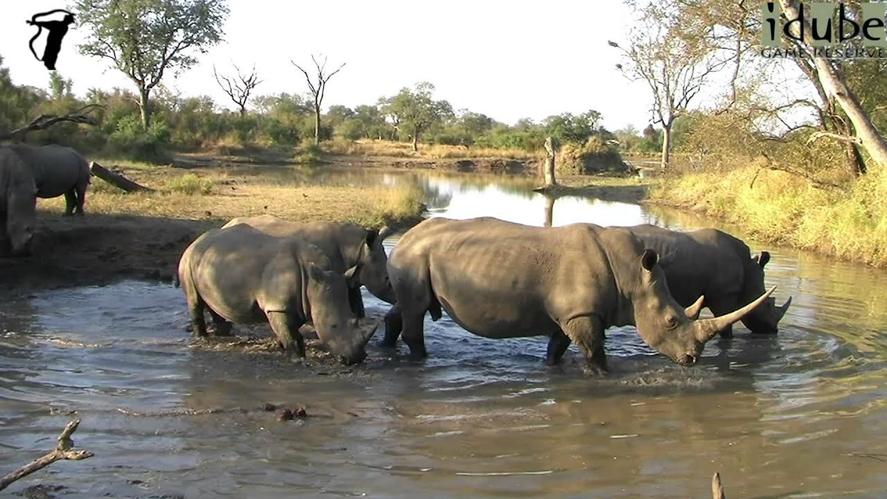 Rhino Crossing