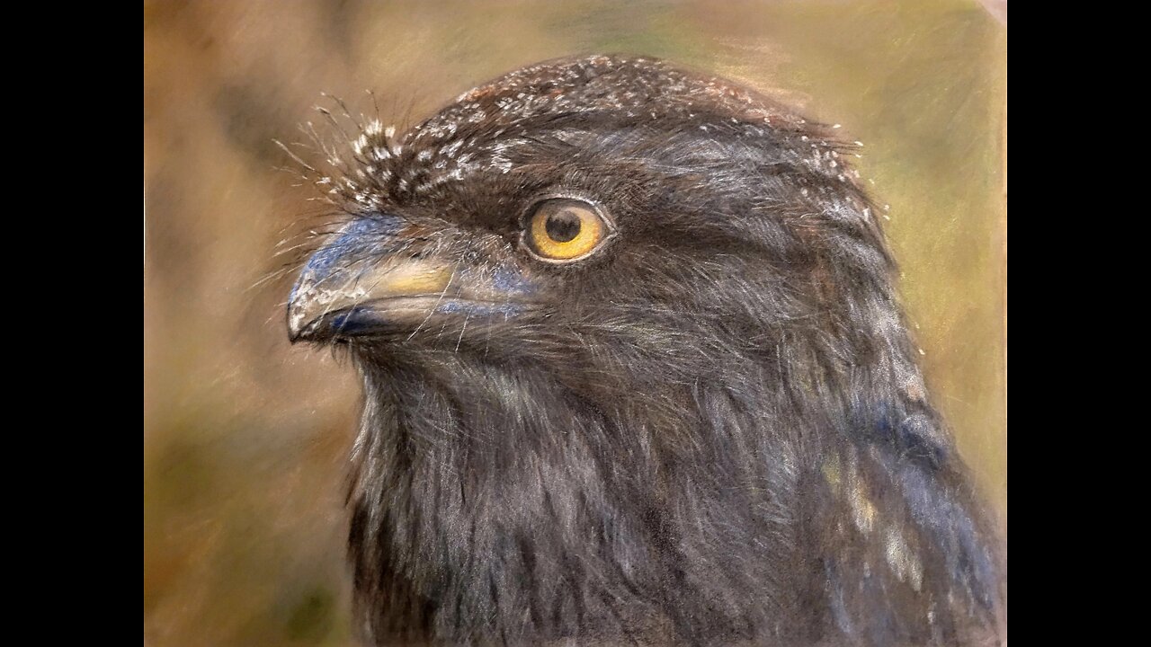 Tawny-Frogmouth Australian native bird.