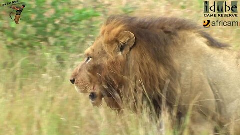 Lion Standoff