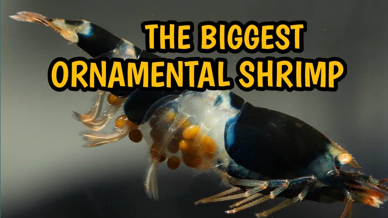 GIANT PET MANTIS SHRIMP For Saltwater AQUARIUM!